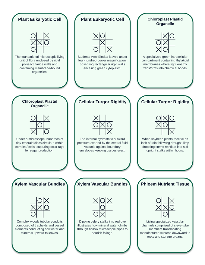 Plant Science Principles Tic-Tac-Toe Review Game sample page