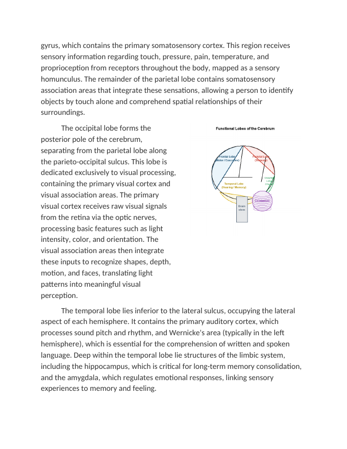 Anatomy of the Brain and Functional Lobes Reading Worksheet sample page