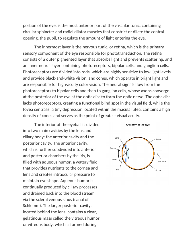 Anatomy of the Eye and Visual Pathways Reading Worksheet sample page