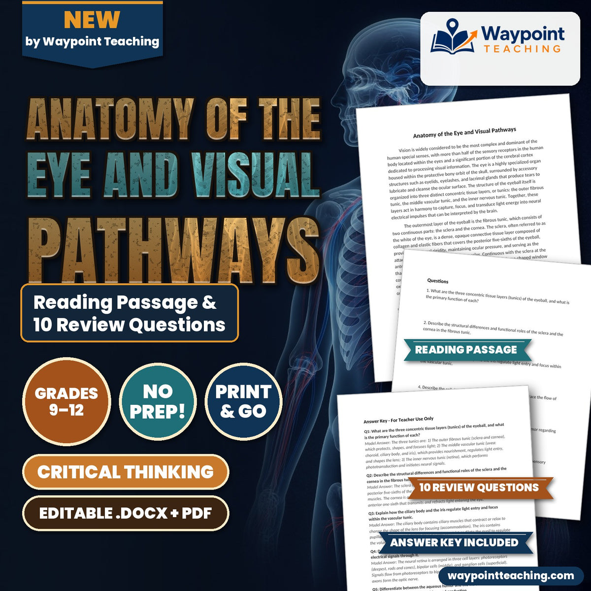 Anatomy of the Eye and Visual Pathways Reading Worksheet cover
