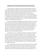 Anatomy of the Human Heart and Internal Structures Reading Worksheet sample page