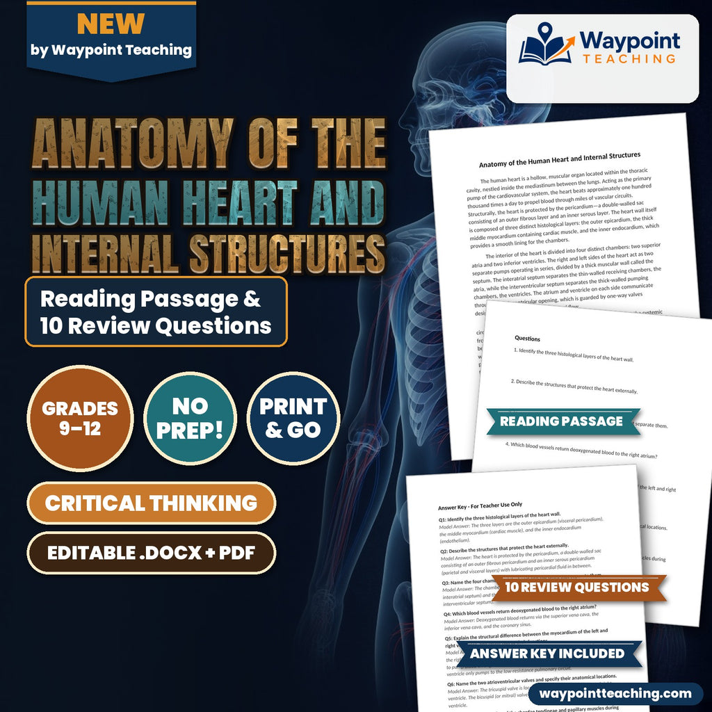 Anatomy of the Human Heart and Internal Structures Reading Worksheet cover