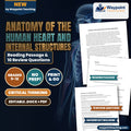 Anatomy of the Human Heart and Internal Structures Reading Worksheet cover