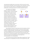 Chemical Digestion and Enzymatic Breakdown Reading Worksheet sample page