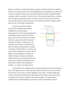 Classifying Synovial Joints and Their Structures Reading Worksheet sample page