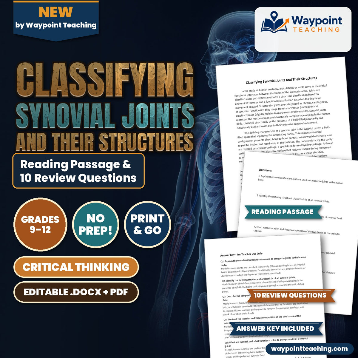 Classifying Synovial Joints and Their Structures Reading Worksheet cover