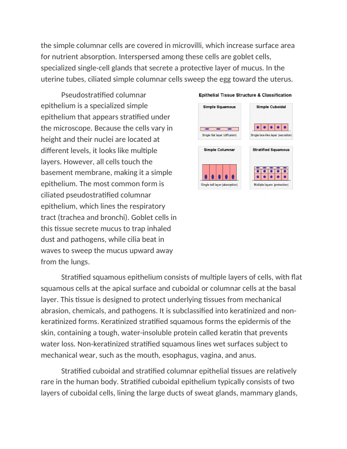 Epithelial Tissue Structure and Function Reading Worksheet sample page