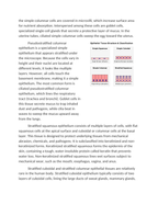 Epithelial Tissue Structure and Function Reading Worksheet sample page