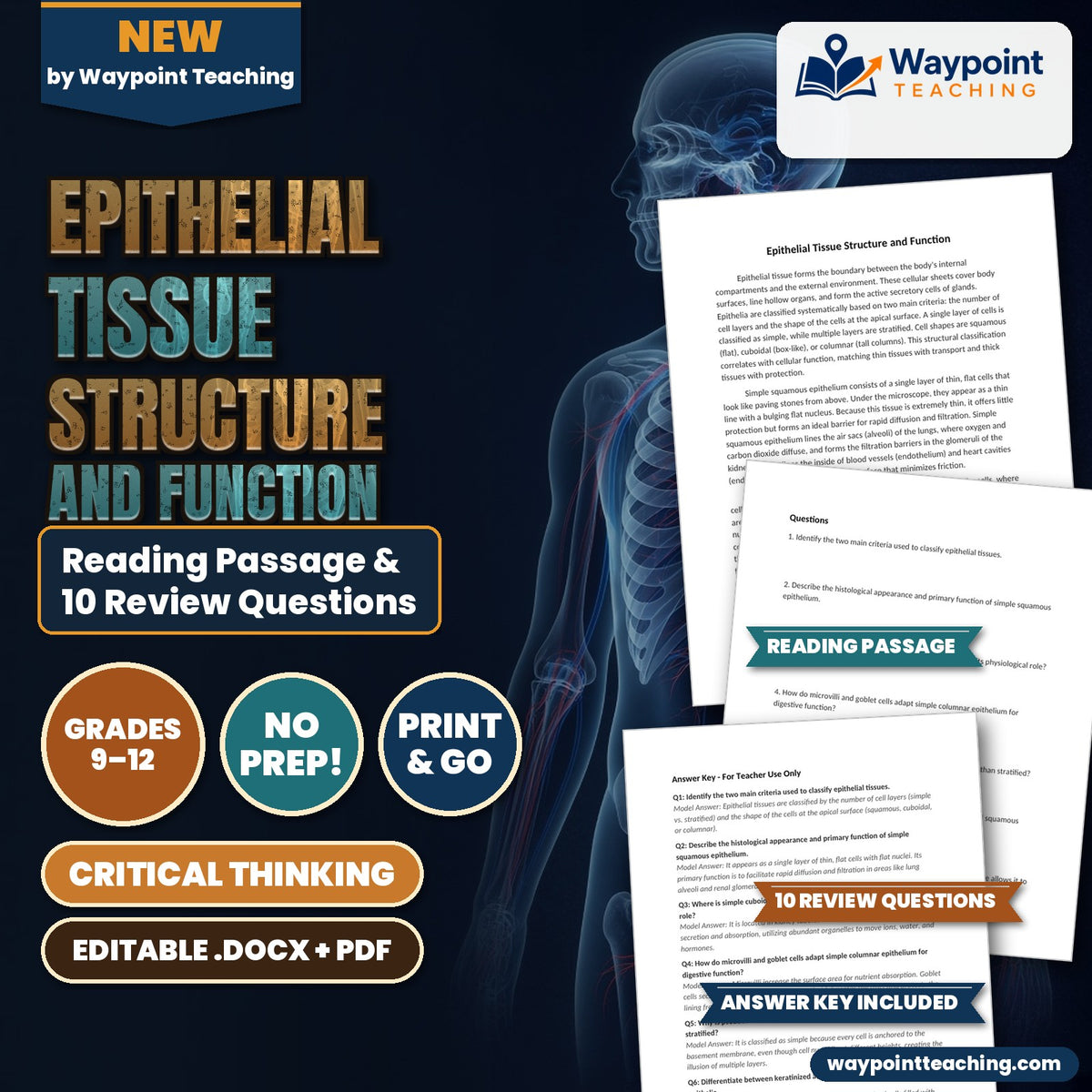Epithelial Tissue Structure and Function Reading Worksheet cover