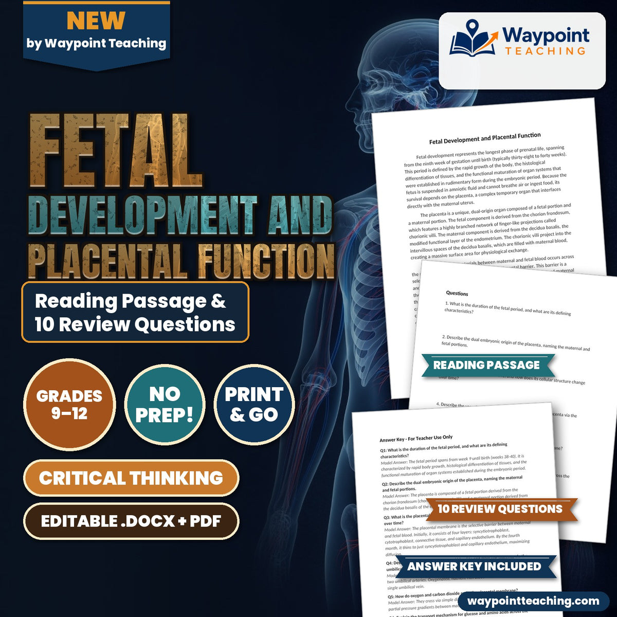 Fetal Development and Placental Function Reading Worksheet cover