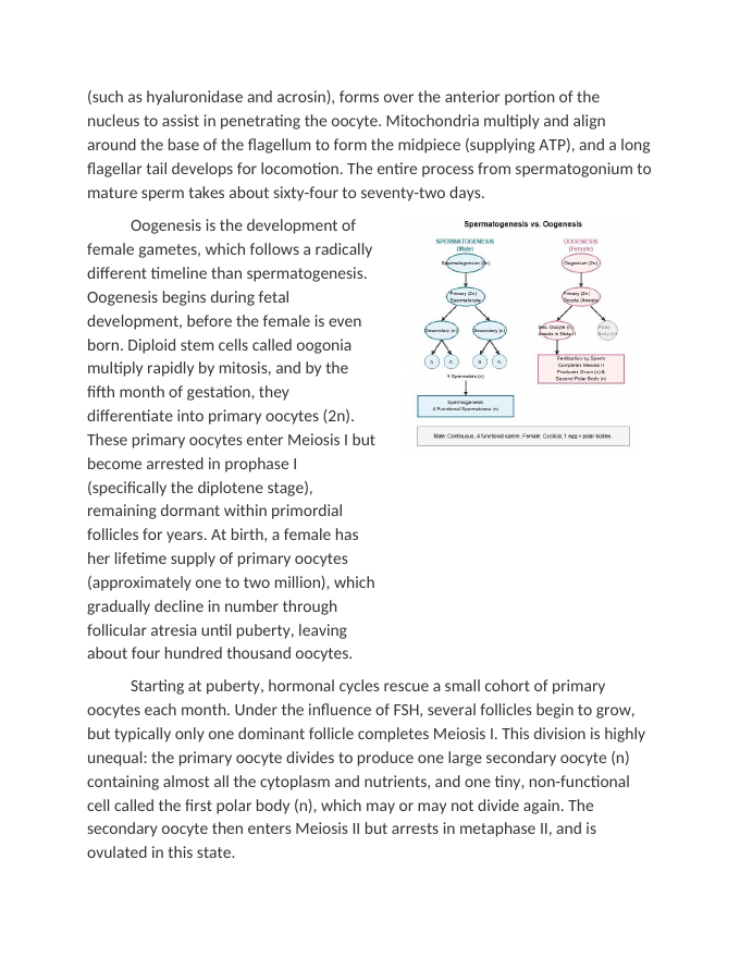 Gametogenesis Comparing Spermatogenesis and Oogenesis Reading Worksheet sample page