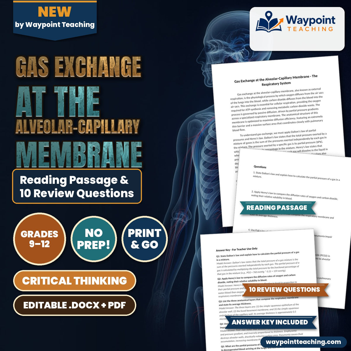 Gas Exchange at the Alveolar-Capillary Membrane Reading Worksheet cover