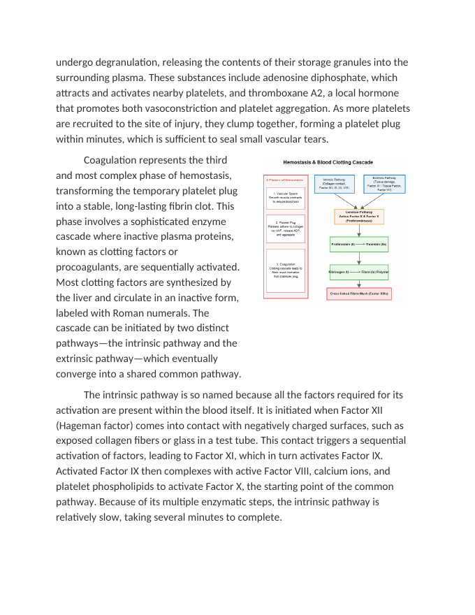 Hemostasis and the Blood Clotting Cascade Reading Worksheet sample page