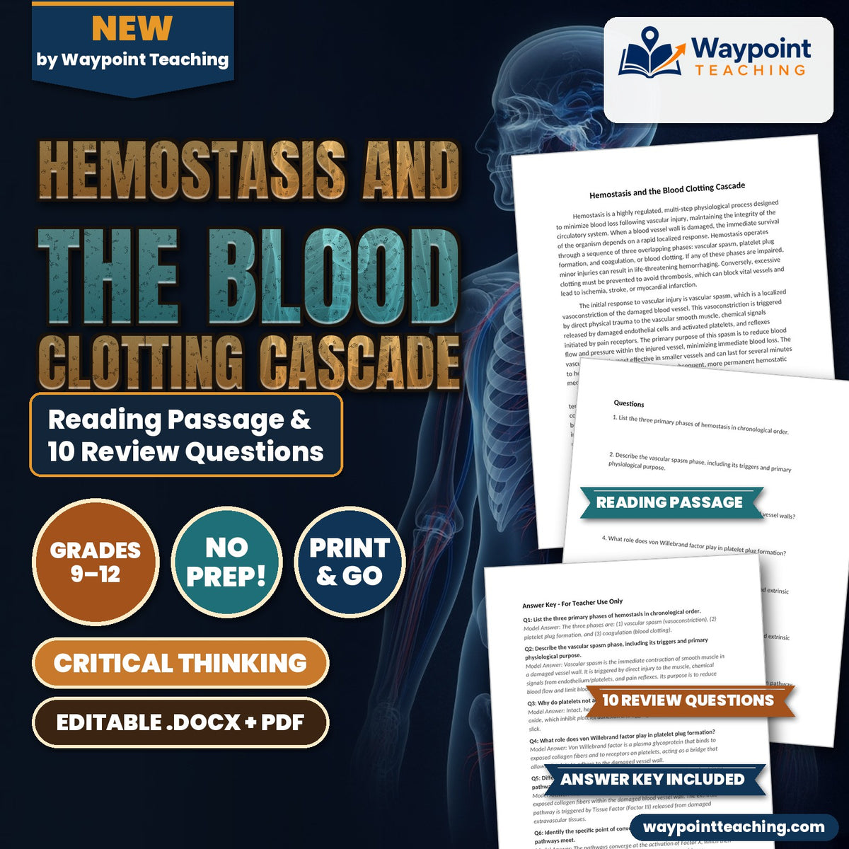 Hemostasis and the Blood Clotting Cascade Reading Worksheet cover
