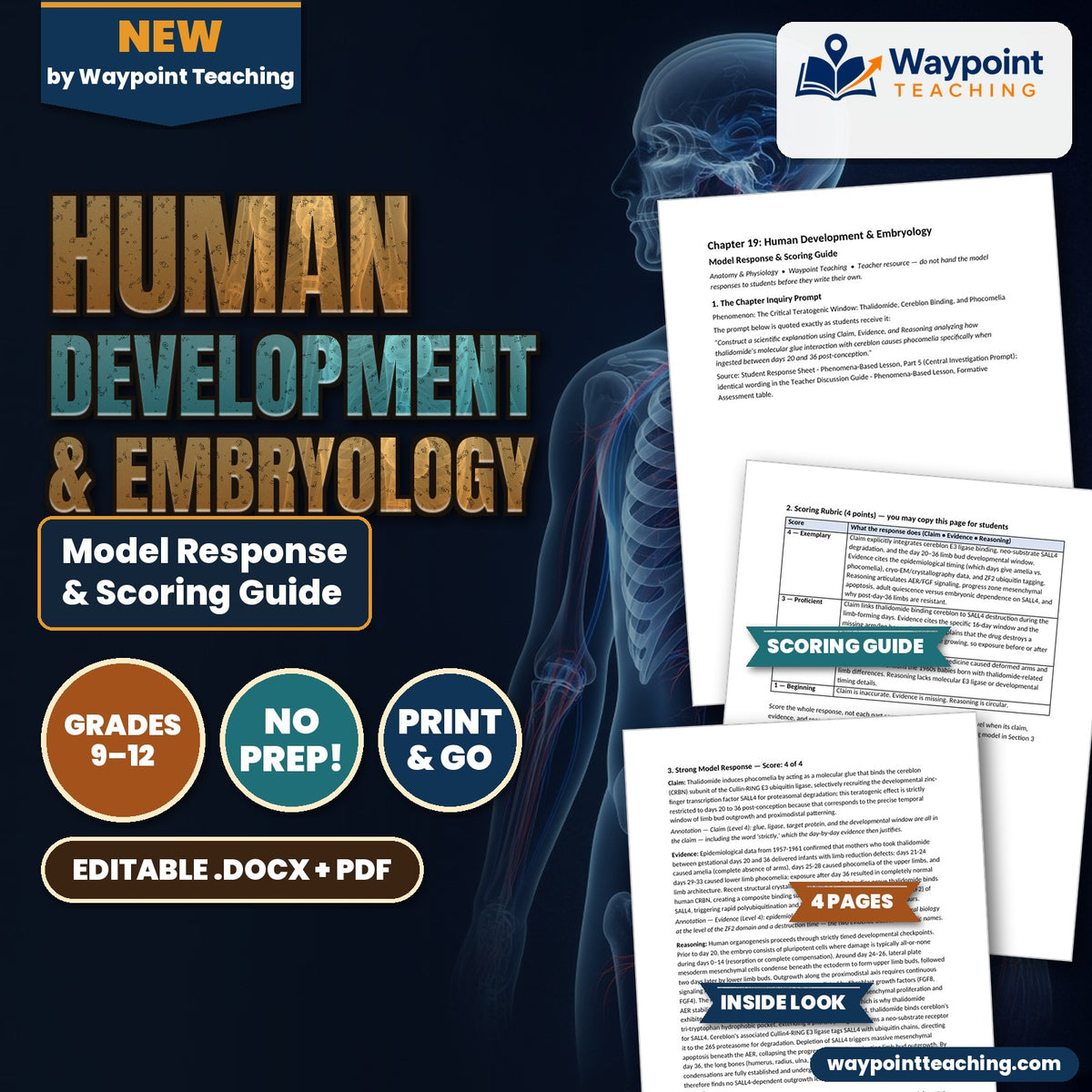 Human Development & Embryology Model Response & Scoring Guide cover