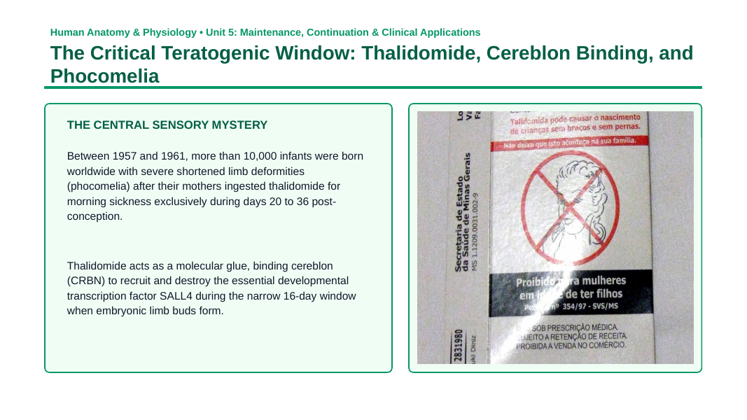 Human Development & Embryology Phenomena-Based Lesson: The Critical Teratogenic Window: Thalidomide, Cereblon Binding, and Phocomelia Presentation sample page