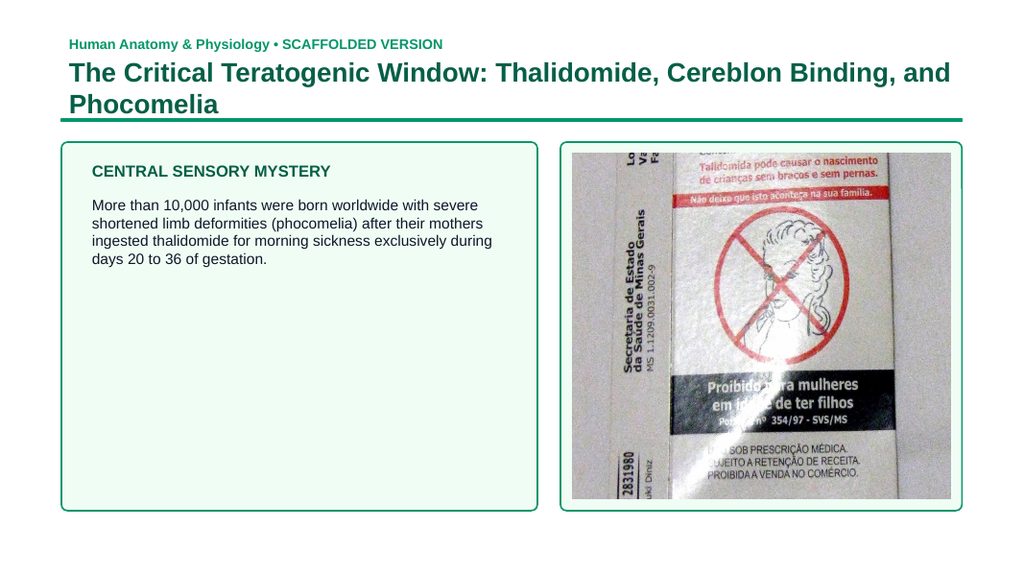 Human Development & Embryology Scaffolded Phenomena-Based Lesson: The Critical Teratogenic Window: Thalidomide, Cereblon Binding, and Phocomelia Presentation sample page