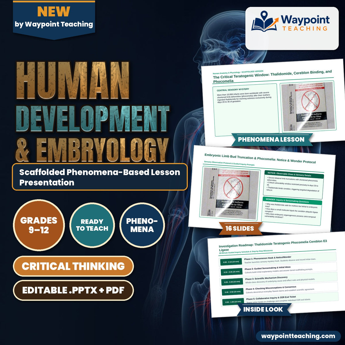 Human Development & Embryology Scaffolded Phenomena-Based Lesson: The Critical Teratogenic Window: Thalidomide, Cereblon Binding, and Phocomelia Presentation cover