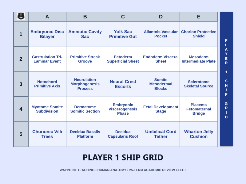Human Development & Embryology Sea Battle Review Game sample page