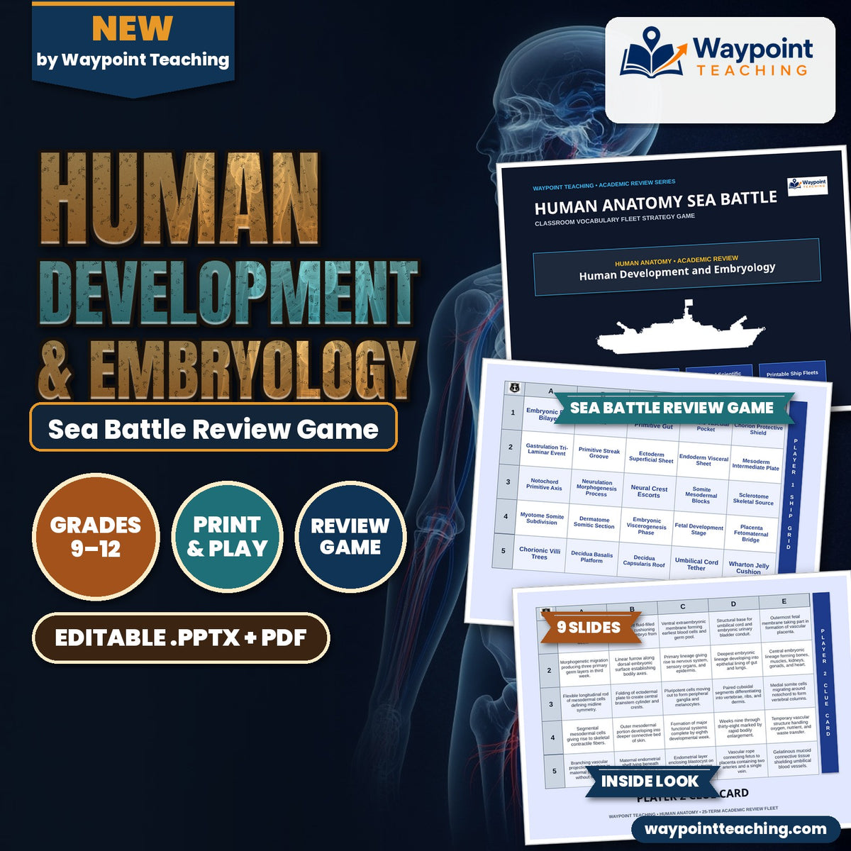 Human Development & Embryology Sea Battle Review Game cover