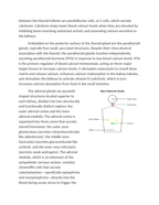 Identifying Major Endocrine Glands and Their Hormones Reading Worksheet sample page
