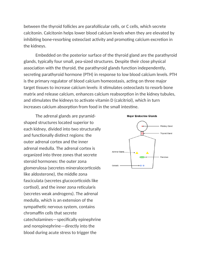 Identifying Major Endocrine Glands and Their Hormones Reading Worksheet sample page
