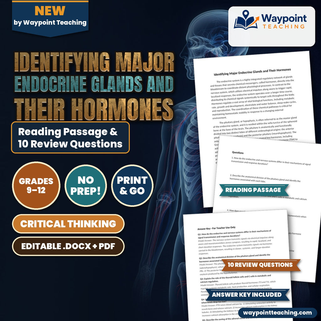 Identifying Major Endocrine Glands and Their Hormones Reading Worksheet cover