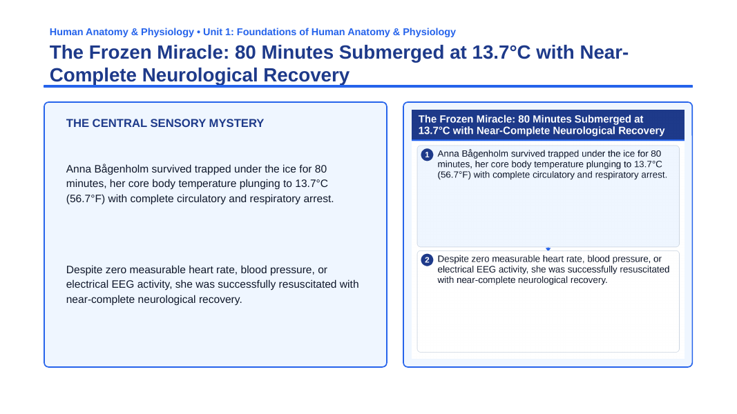 Introduction to Anatomy & Physiology Phenomena-Based Lesson: The Frozen Miracle: 80 Minutes Submerged at 13.7°C with Near-Complete Neurological Recovery Presentation sample page