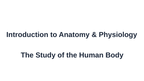 Introduction to Anatomy & Physiology Substitute Slideshow & Teacher Guide sample page