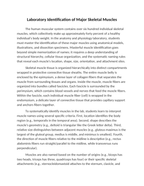 Laboratory Identification of Major Skeletal Muscles Reading Worksheet sample page