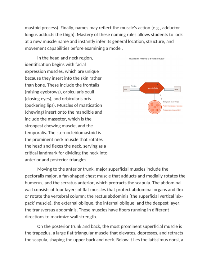 Laboratory Identification of Major Skeletal Muscles Reading Worksheet sample page