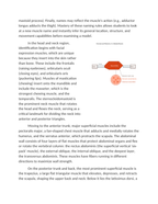 Laboratory Identification of Major Skeletal Muscles Reading Worksheet sample page