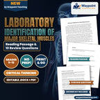Laboratory Identification of Major Skeletal Muscles Reading Worksheet cover
