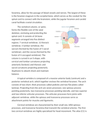 Laboratory Identification of the Axial Skeleton Reading Worksheet sample page