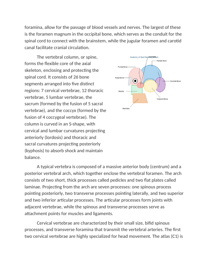 Laboratory Identification of the Axial Skeleton Reading Worksheet sample page