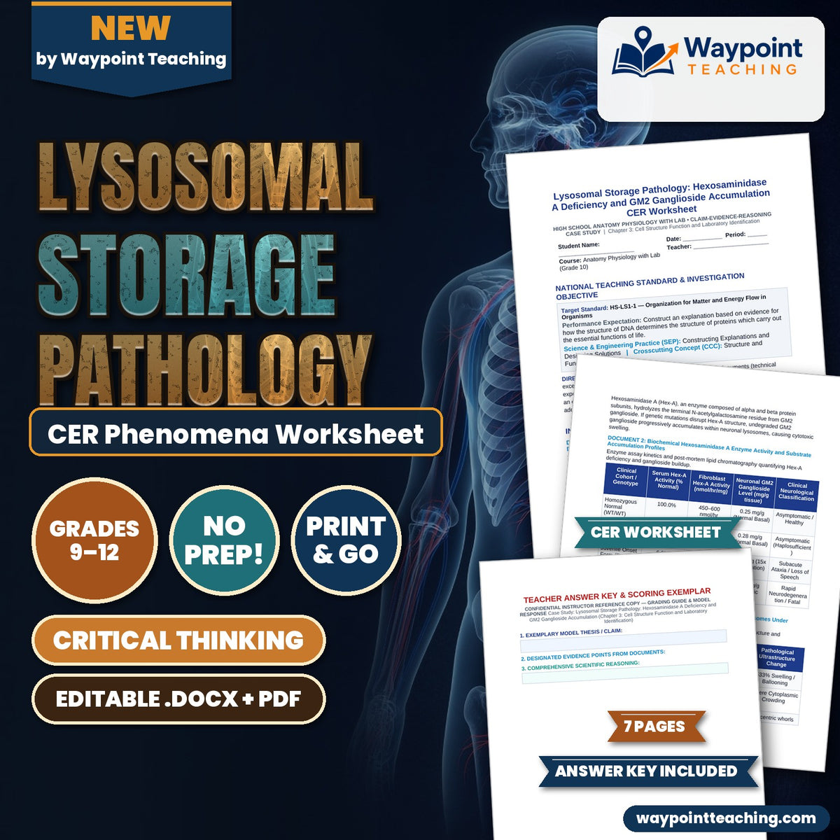 Lysosomal Storage Pathology: Hexosaminidase A Deficiency and GM2 Ganglioside Accumulation CER Phenomena Worksheet cover
