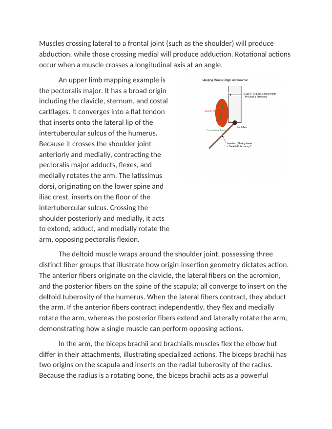 Mapping Muscle Origins Insertions and Actions Reading Worksheet sample page