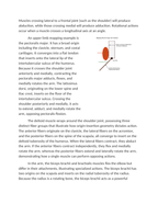 Mapping Muscle Origins Insertions and Actions Reading Worksheet sample page