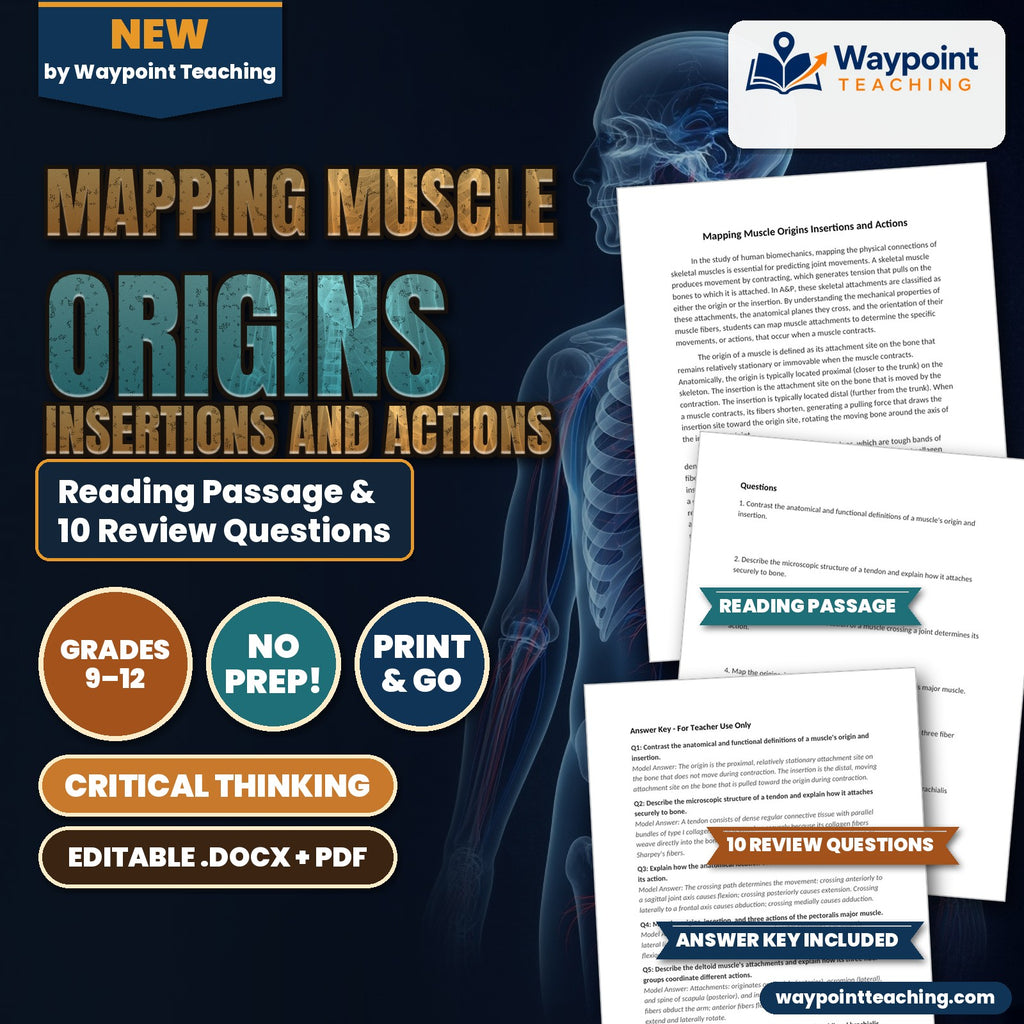 Mapping Muscle Origins Insertions and Actions Reading Worksheet cover