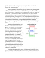 Negative Feedback Loops in Blood Glucose Regulation Reading Worksheet sample page