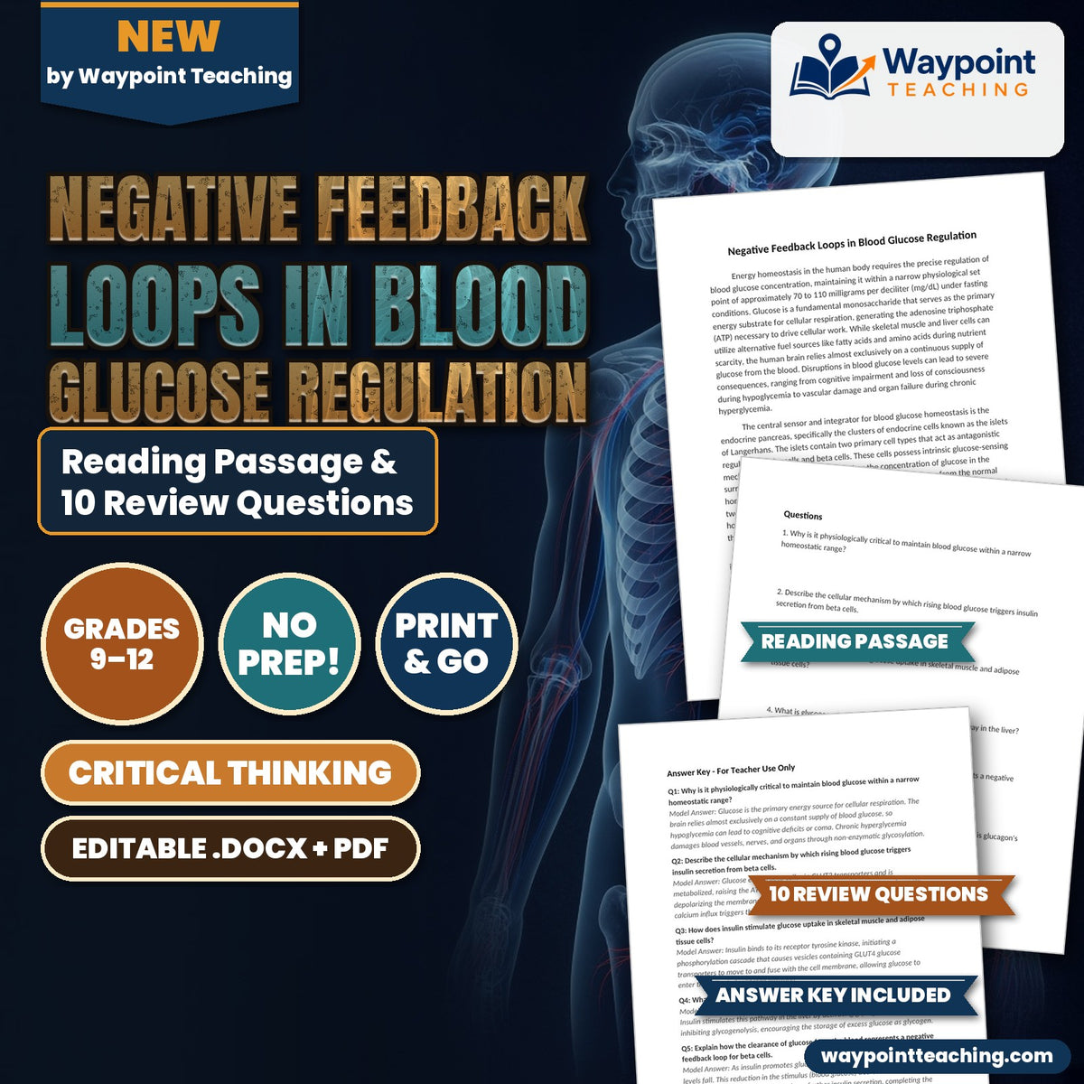 Negative Feedback Loops in Blood Glucose Regulation Reading Worksheet cover