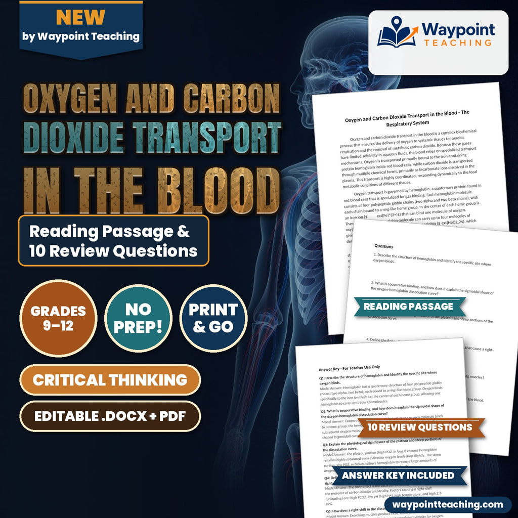 Oxygen and Carbon Dioxide Transport in the Blood Reading Worksheet cover