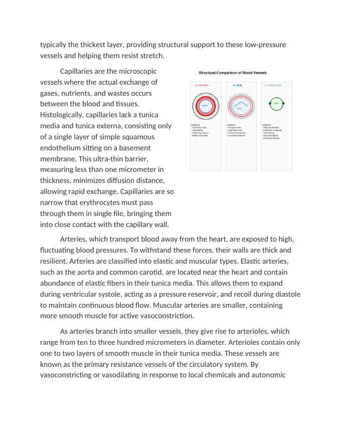 Structural Differences in Artery Vein and Capillary Histology Reading Worksheet sample page