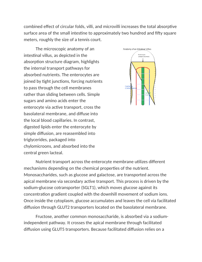 Structures of Absorption in the Small Intestine Reading Worksheet sample page
