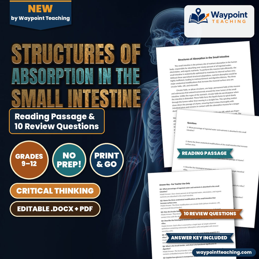 Structures of Absorption in the Small Intestine Reading Worksheet cover