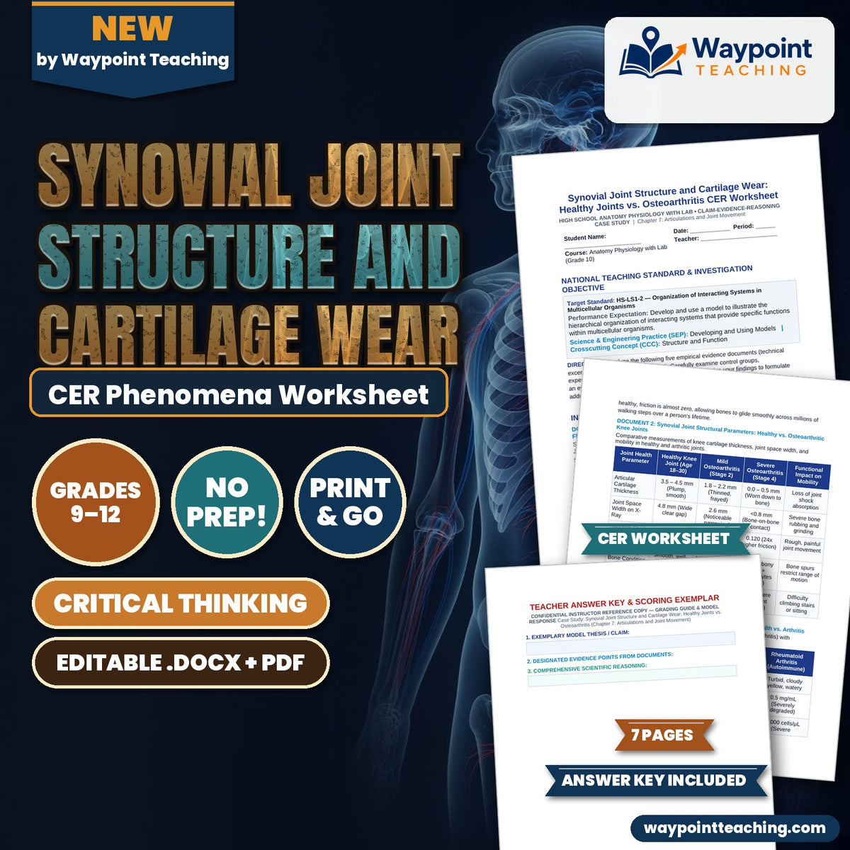 Synovial Joint Structure and Cartilage Wear: Healthy Joints vs. Osteoarthritis CER Phenomena Worksheet cover