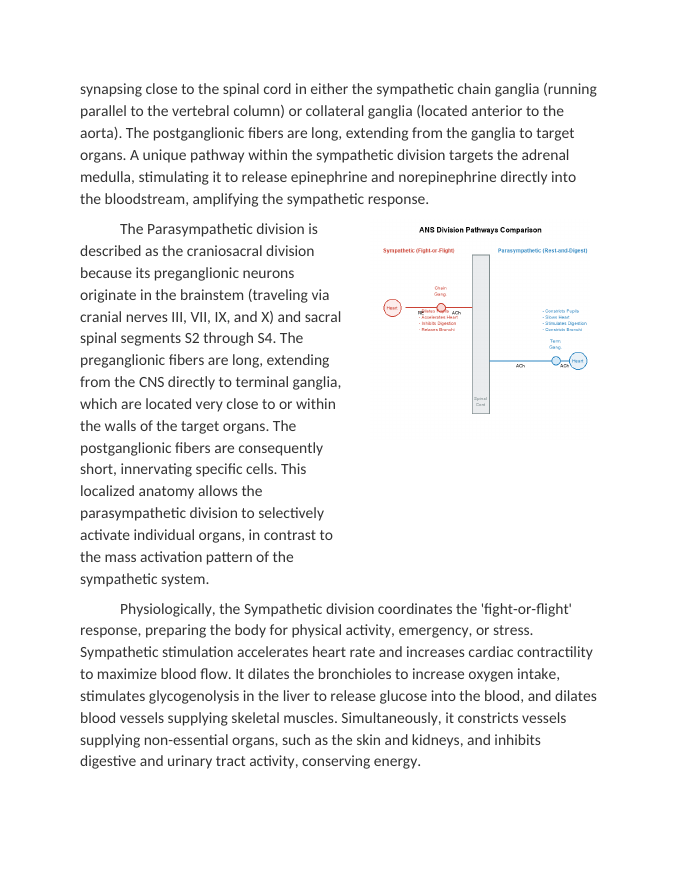 The Autonomic Nervous System and Homeostasis Reading Worksheet sample page