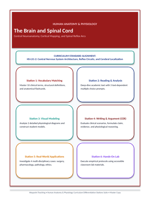 The Brain & Spinal Cord Differentiation Stations sample page
