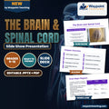 The Brain & Spinal Cord Slide Show Presentation cover
