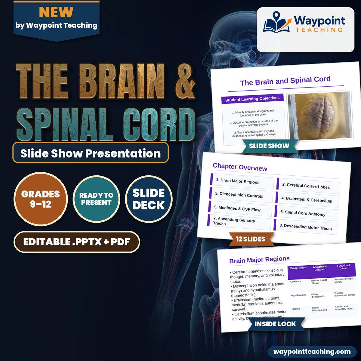 The Brain & Spinal Cord Slide Show Presentation cover